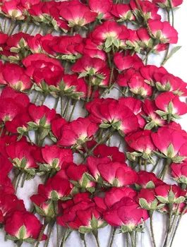 Китайская роза на стеблях, высушенные прессованные цветы, настоящие растения для украшения браслетов своими руками